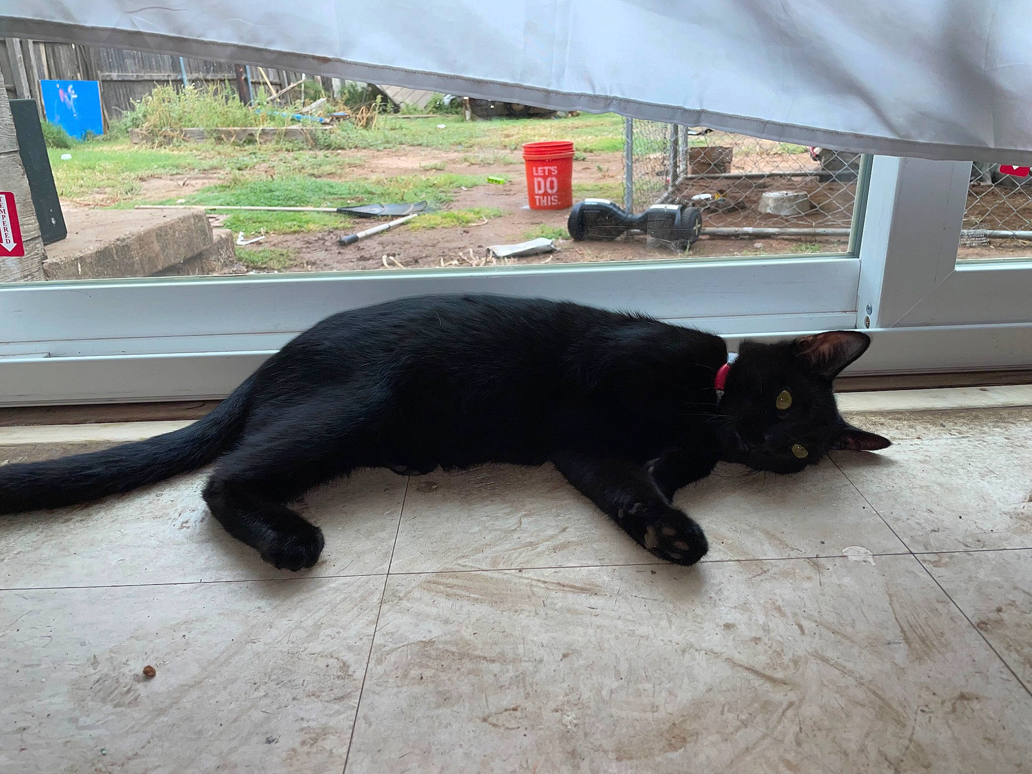 Cosmo joined the competition — help win amazing prizes! black_cat, bombay, canidae, carnivore, cat, dog_breed, domestic_short_haired_cat, felidae, flooring, fur, grass, plant, small_to_medium_sized_cats, snout, sporting_group, tail, terrestrial_animal, whiskers, window