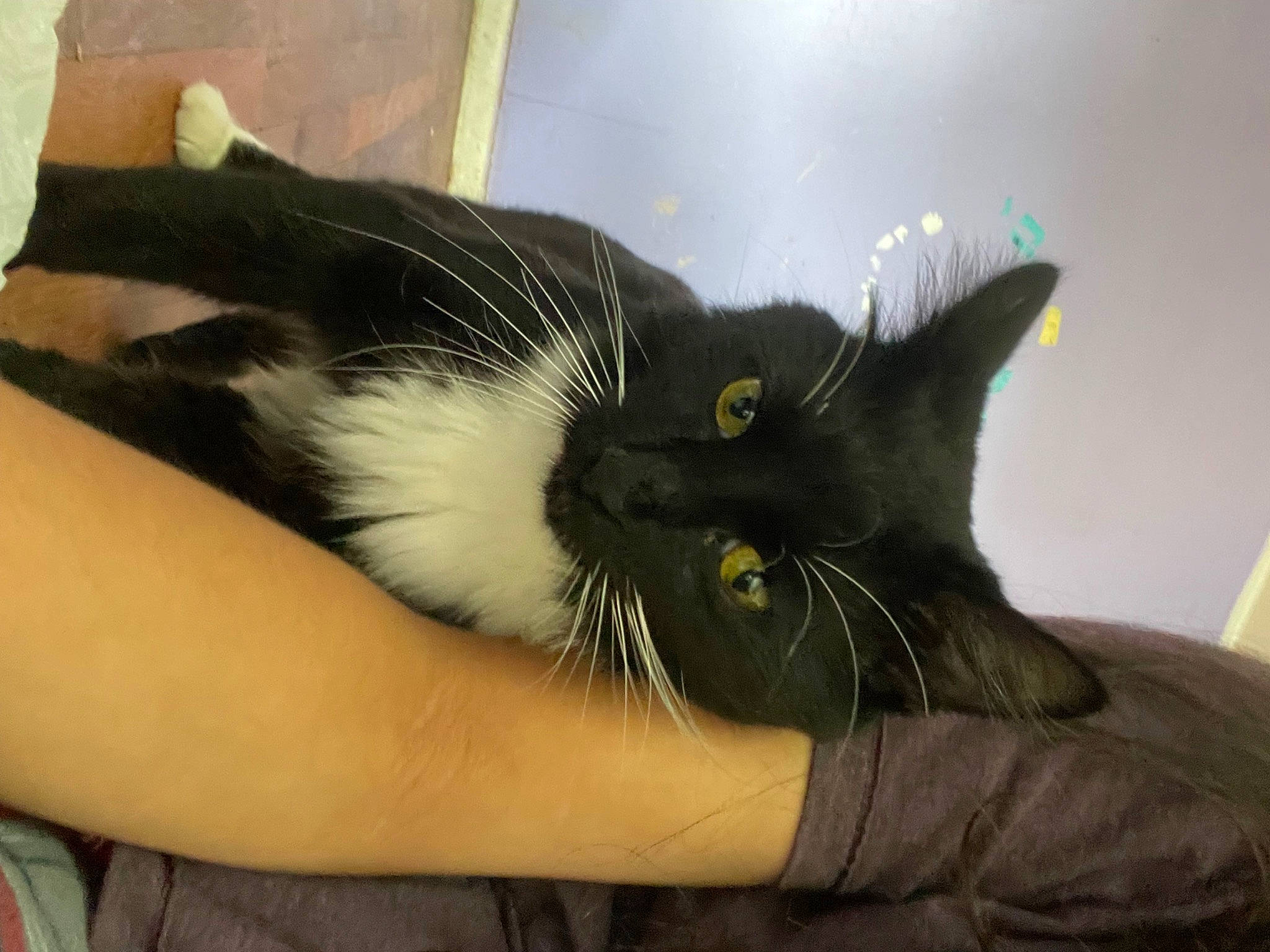 Mr. Pickles is registered to the contest to win money with this photo: black_cat, carnivore, cat, claw, comfort, domestic_short_haired_cat, ear, felidae, fur, gesture, hair, head, nail, paw, small_to_medium_sized_cats, snout, tail, thumb, whiskers, wrist