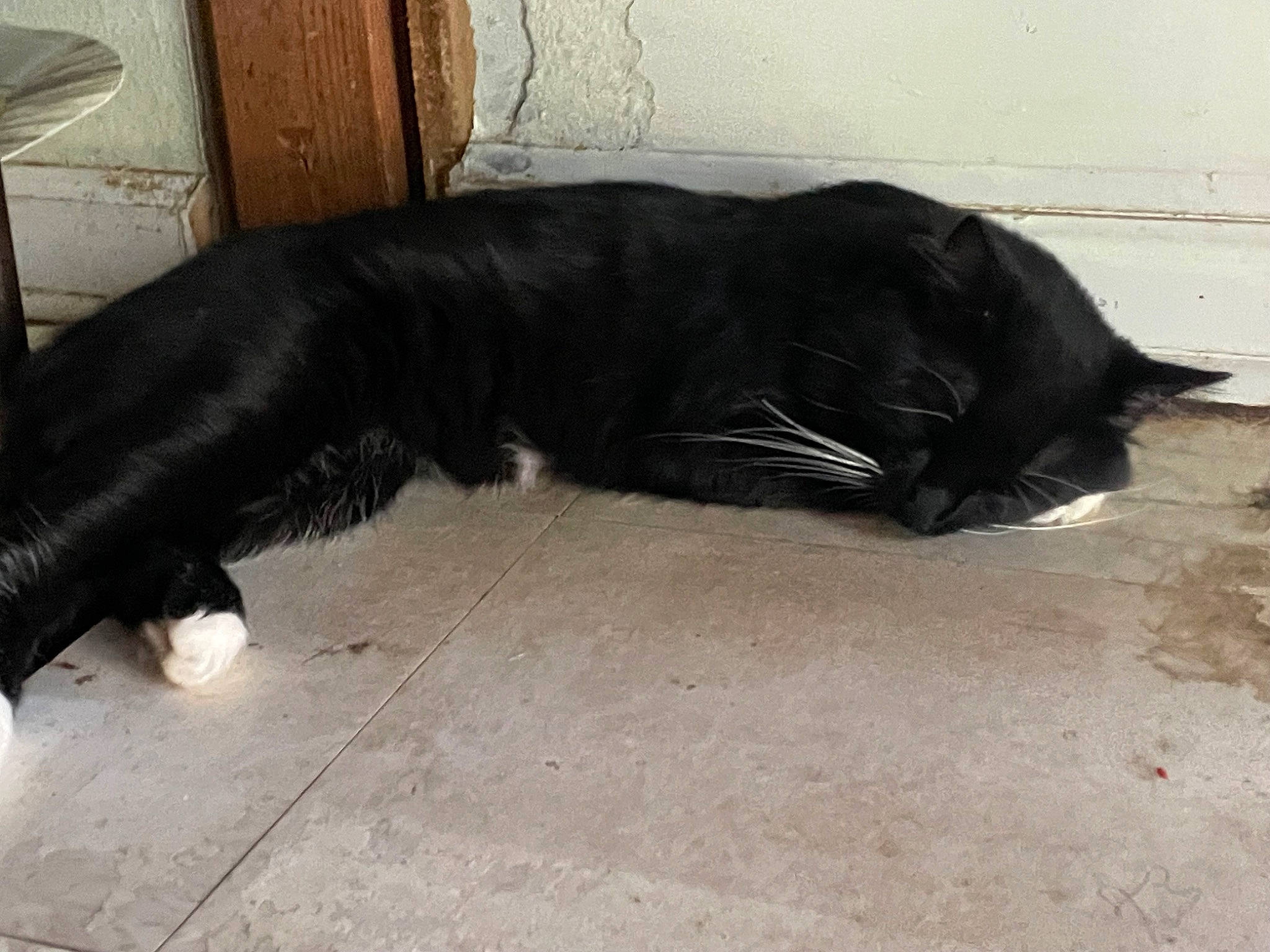 Mr. Pickles joined the competition — help win amazing prizes! black_cat, carnivore, cat, claw, comfort, dog_breed, domestic_short_haired_cat, door, felidae, floor, flooring, fur, nap, small_to_medium_sized_cats, snout, sporting_group, tail, terrestrial_animal, tints_and_shades, whiskers