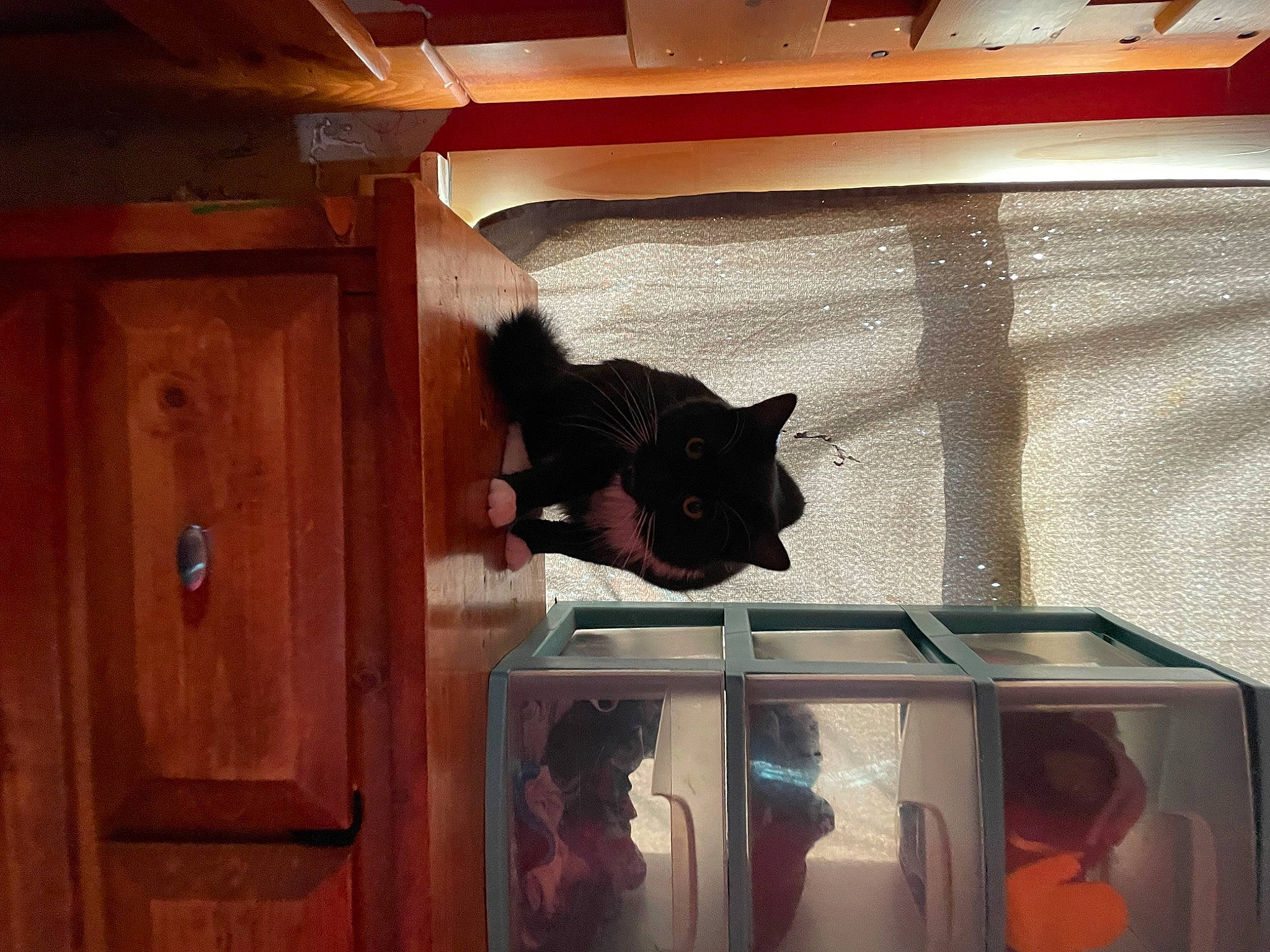 Mr. Pickles joined the competition — help win amazing prizes! cabinetry, carnivore, cat, door, felidae, fixture, glass, hardwood, home_door, plywood, room, shelf, small_to_medium_sized_cats, tints_and_shades, varnish, vertebrate, whiskers, window, wood, wood_stain