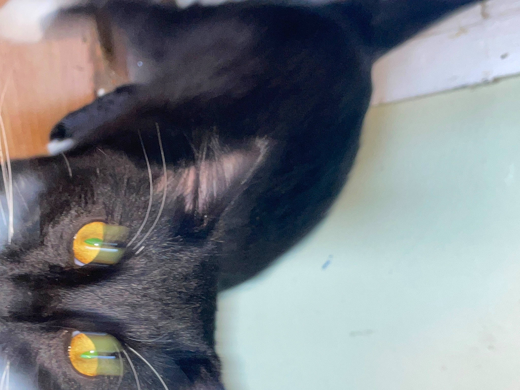 Mr. Pickles is registered to the contest to win money with this photo: black_cat, bombay, carnivore, cat, claw, domestic_short_haired_cat, ear, felidae, fur, gesture, small_to_medium_sized_cats, snout, tail, terrestrial_animal, whiskers, window