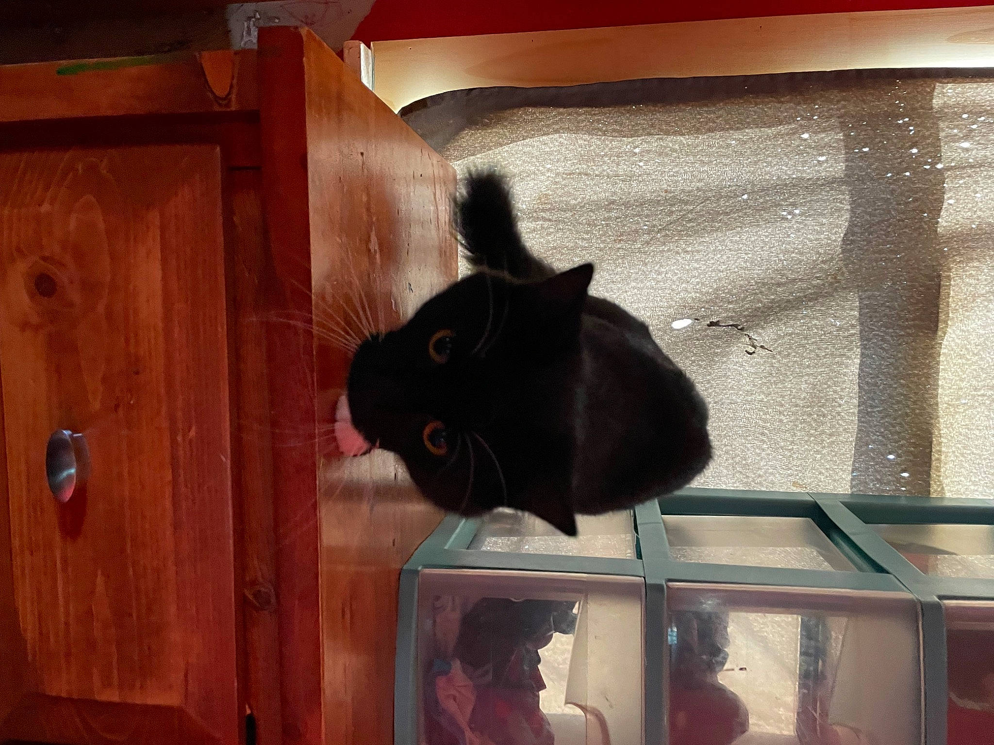 Mr. Pickles is registered to the contest to win money with this photo: cabinetry, cat, cupboard, door, drawer, felidae, fur, glass, hardwood, plywood, room, small_to_medium_sized_cats, tail, tints_and_shades, varnish, whiskers, window, wood, wood_stain