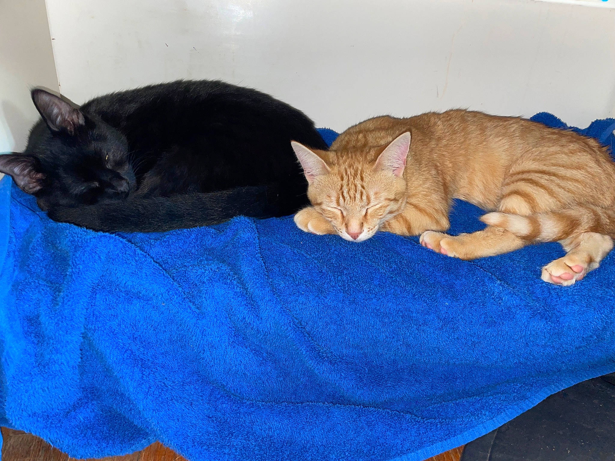 Puss joined the competition — help win amazing prizes! azure, bed, carnivore, cat, cat_bed, cat_supply, claw, comfort, domestic_short_haired_cat, electric_blue, fawn, felidae, fur, linens, nap, paw, pet_supply, small_to_medium_sized_cats, tail, whiskers