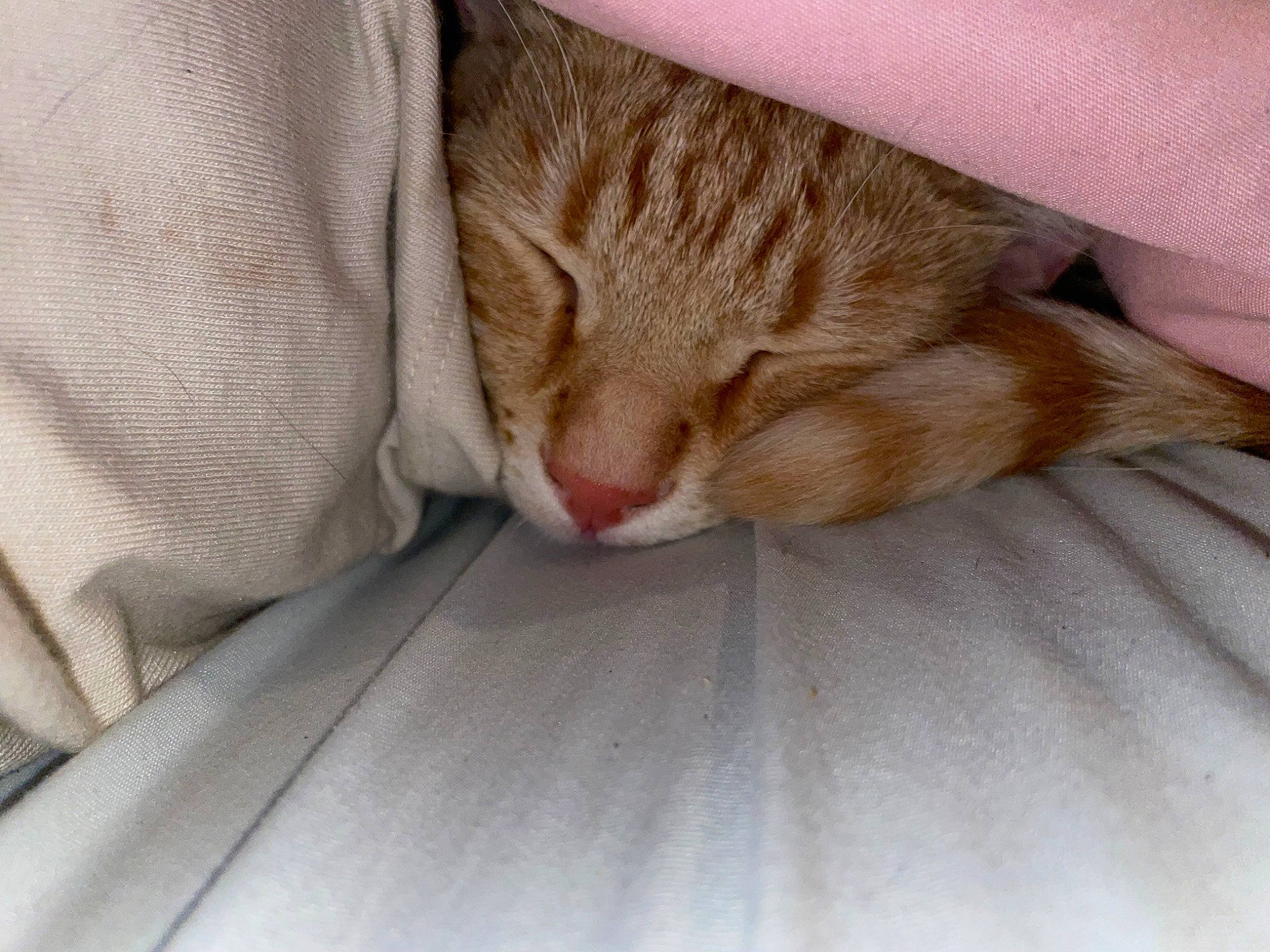 Puss joined the competition — help win amazing prizes! carnivore, cat, claw, comfort, domestic_short_haired_cat, eye, fawn, felidae, foot, fur, linens, nap, paw, sleep, small_to_medium_sized_cats, snout, tail, textile, whiskers, wood