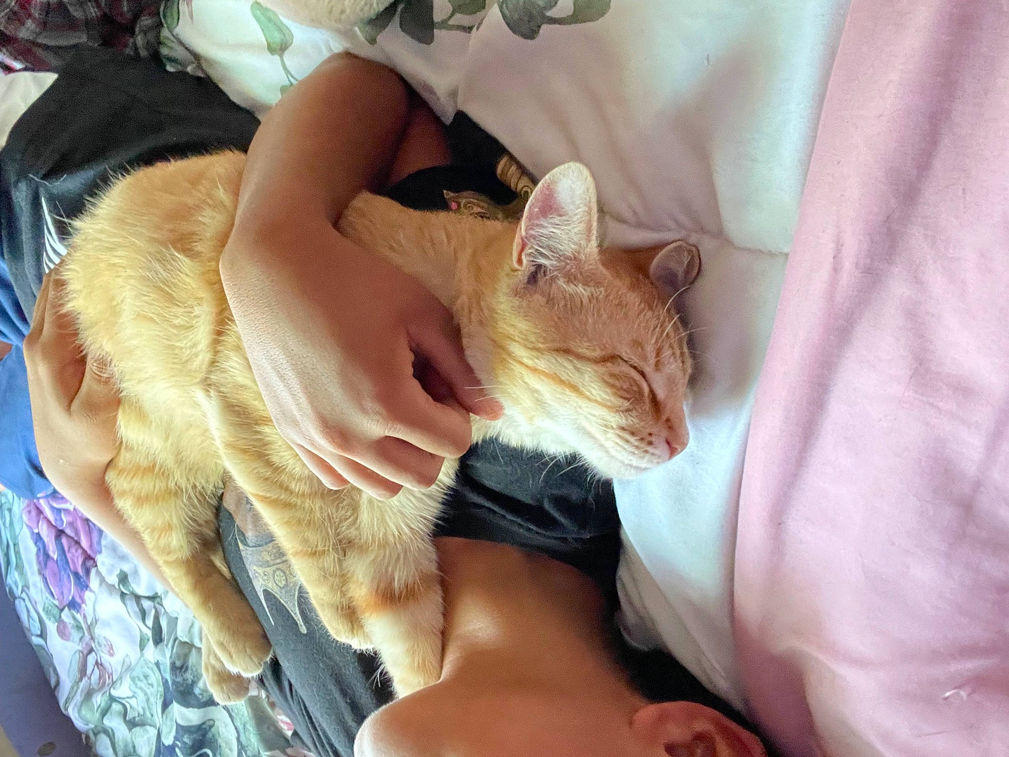 Puss is registered to the contest to win money with this photo: carnivore, cat, claw, comfort, domestic_short_haired_cat, ear, fawn, felidae, foot, fur, gesture, human_leg, nail, nap, paw, small_to_medium_sized_cats, snout, tail, whiskers, wrinkle