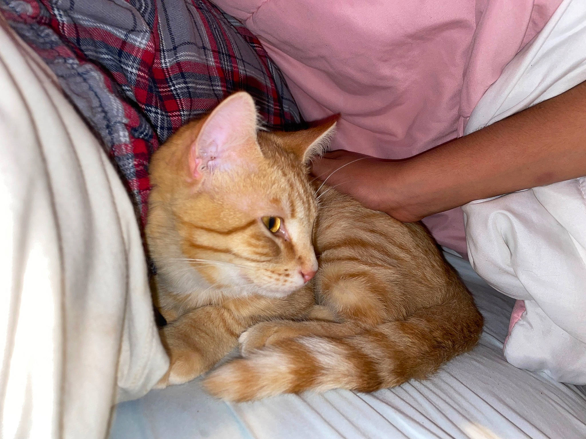 Puss is registered to the contest to win money with this photo: carnivore, cat, claw, comfort, domestic_short_haired_cat, fawn, felidae, fur, lap, linens, nap, paw, plaid, sitting, small_to_medium_sized_cats, tail, tartan, textile, whiskers