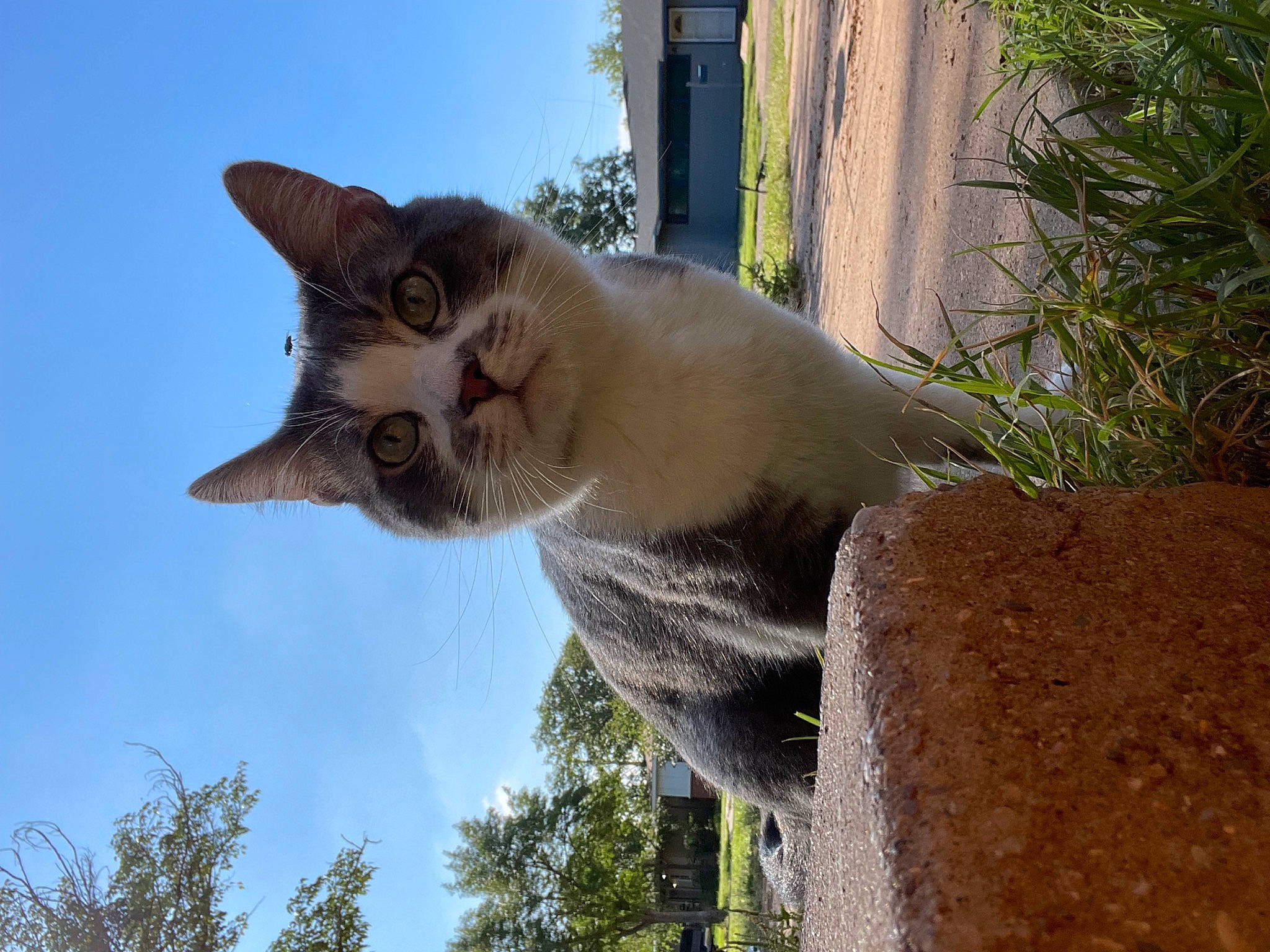 Slash is registered to the contest to win money with this photo: carnivore, cat, domestic_short_haired_cat, fawn, felidae, fur, grass, plant, sky, small_to_medium_sized_cats, snout, tail, terrestrial_animal, thai, tree, trunk, whiskers, wildlife, wood