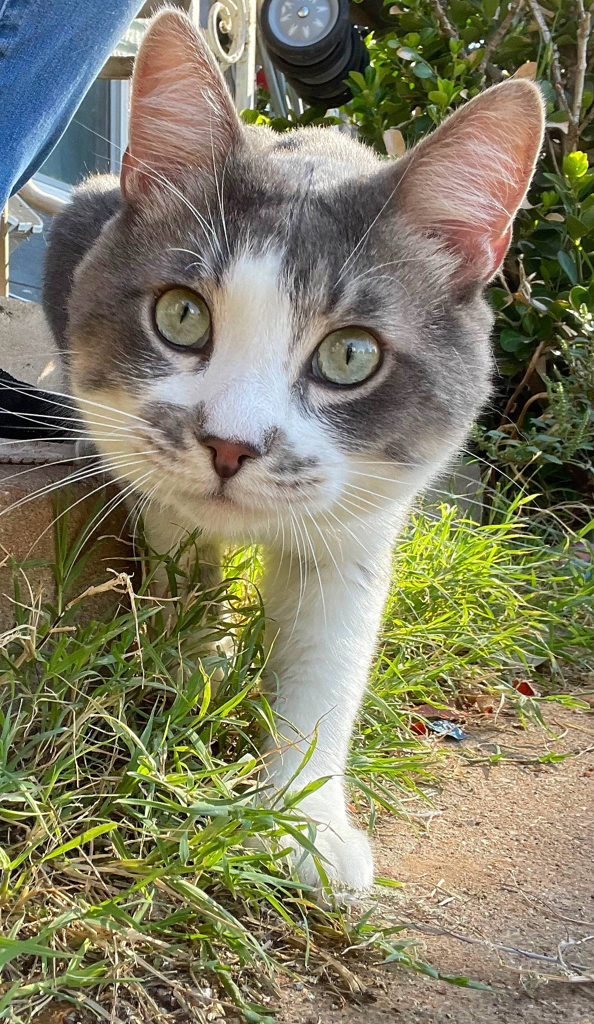 Slash joined the competition — help win amazing prizes! carnivore, cat, collar, domestic_short_haired_cat, eye, fawn, felidae, fur, grass, hair, head, iris, plant, small_to_medium_sized_cats, snout, tail, terrestrial_animal, tree, whiskers, wildlife