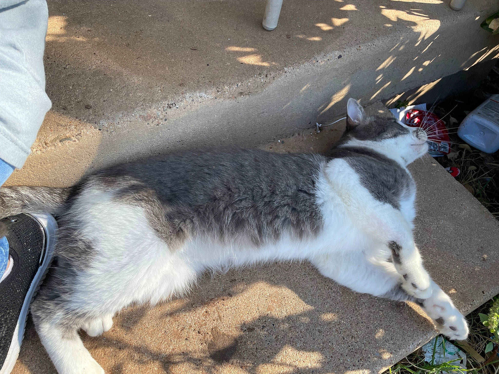 Slash joined the competition — help win amazing prizes! asphalt, canidae, carnivore, cat, dog_breed, domestic_short_haired_cat, felidae, fur, grass, road_surface, small_to_medium_sized_cats, snout, sporting_group, tail, terrestrial_animal, whiskers