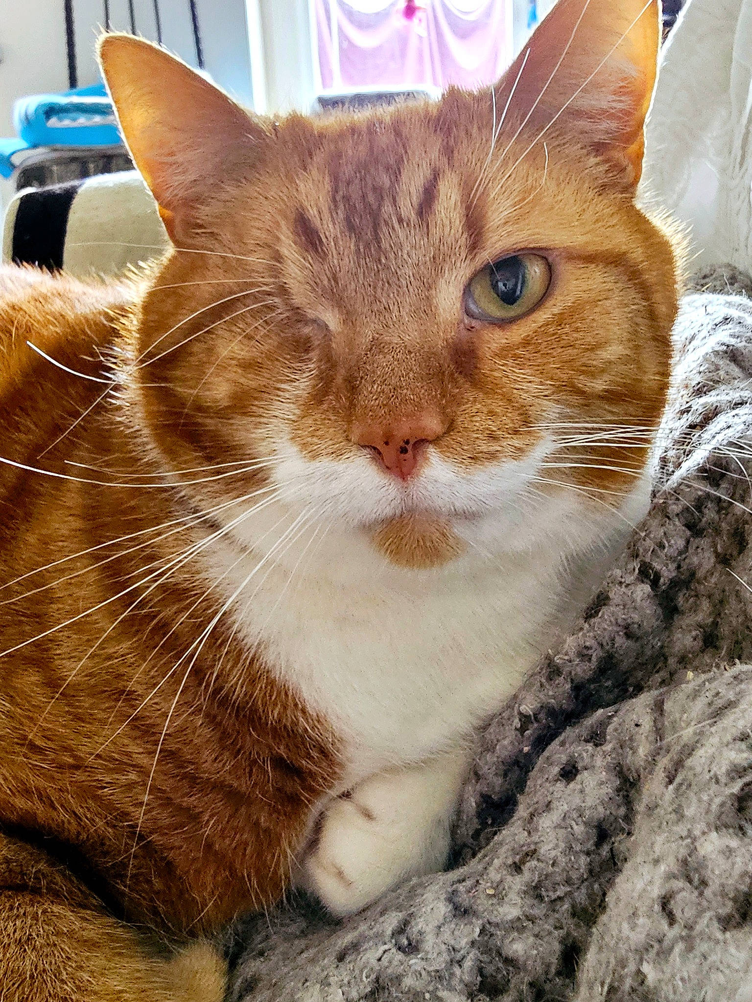 Titan is registered to the contest to win money with this photo: carnivore, cat, claw, domestic_short_haired_cat, fawn, felidae, fur, paw, sitting, small_to_medium_sized_cats, snout, tail, terrestrial_animal, tree, whiskers, wood