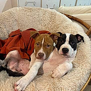 Ozy Et Koda participe au concours pour gagner de l'argent avec cette photo : adorable, animal, black_and_white_dog, blanket, brown_dog, companion, cozy, cuddling, cute, dog, fluffy_chair, furniture, home, indoor, pets, puppies, relaxed, resting, snuggling, young_dogs