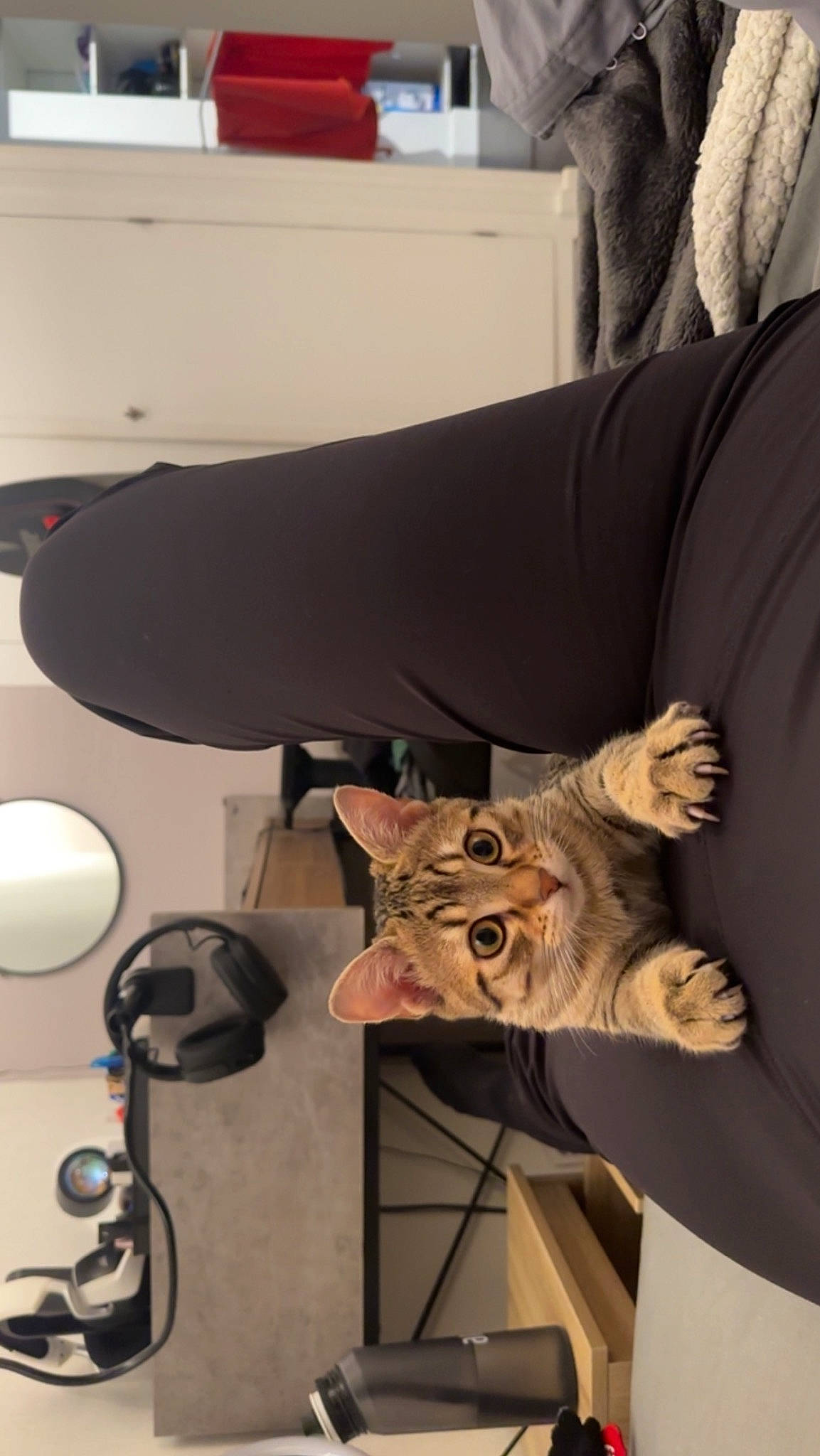 Yellow participe au concours pour gagner de l'argent avec cette photo : audio_equipment, boot, carnivore, cat, comfort, companion_dog, couch, domestic_short_haired_cat, eyewear, fawn, felidae, flooring, fur, human_leg, lamp, small_to_medium_sized_cats, table, tail, whiskers, wood