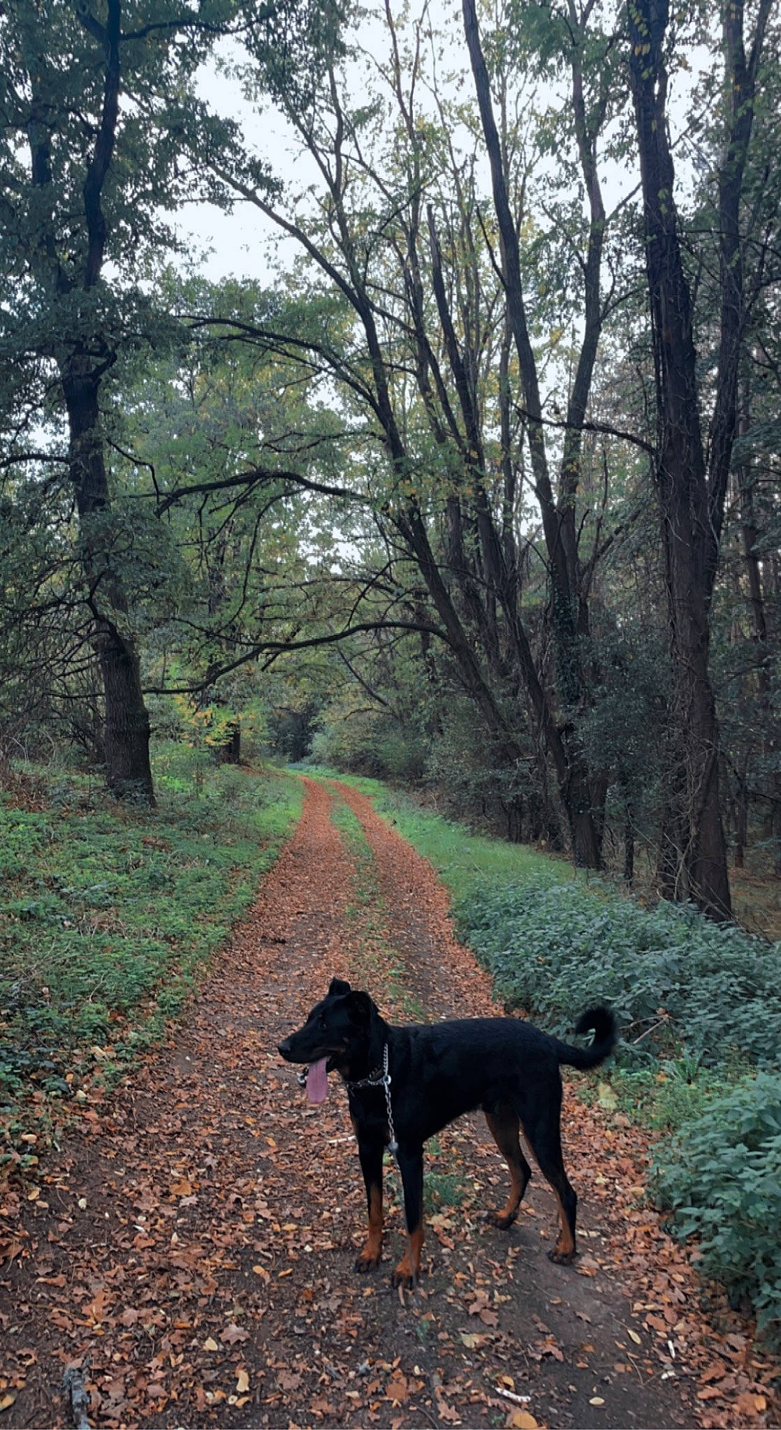 Rusty participe au concours pour gagner de l'argent avec cette photo : canidae, carnivore, dog, dog_breed, dog_walking, fawn, forest, grass, natural_landscape, plant, sporting_group, sunlight, tail, tints_and_shades, trail, tree, trunk, wood, woodland, working_animal