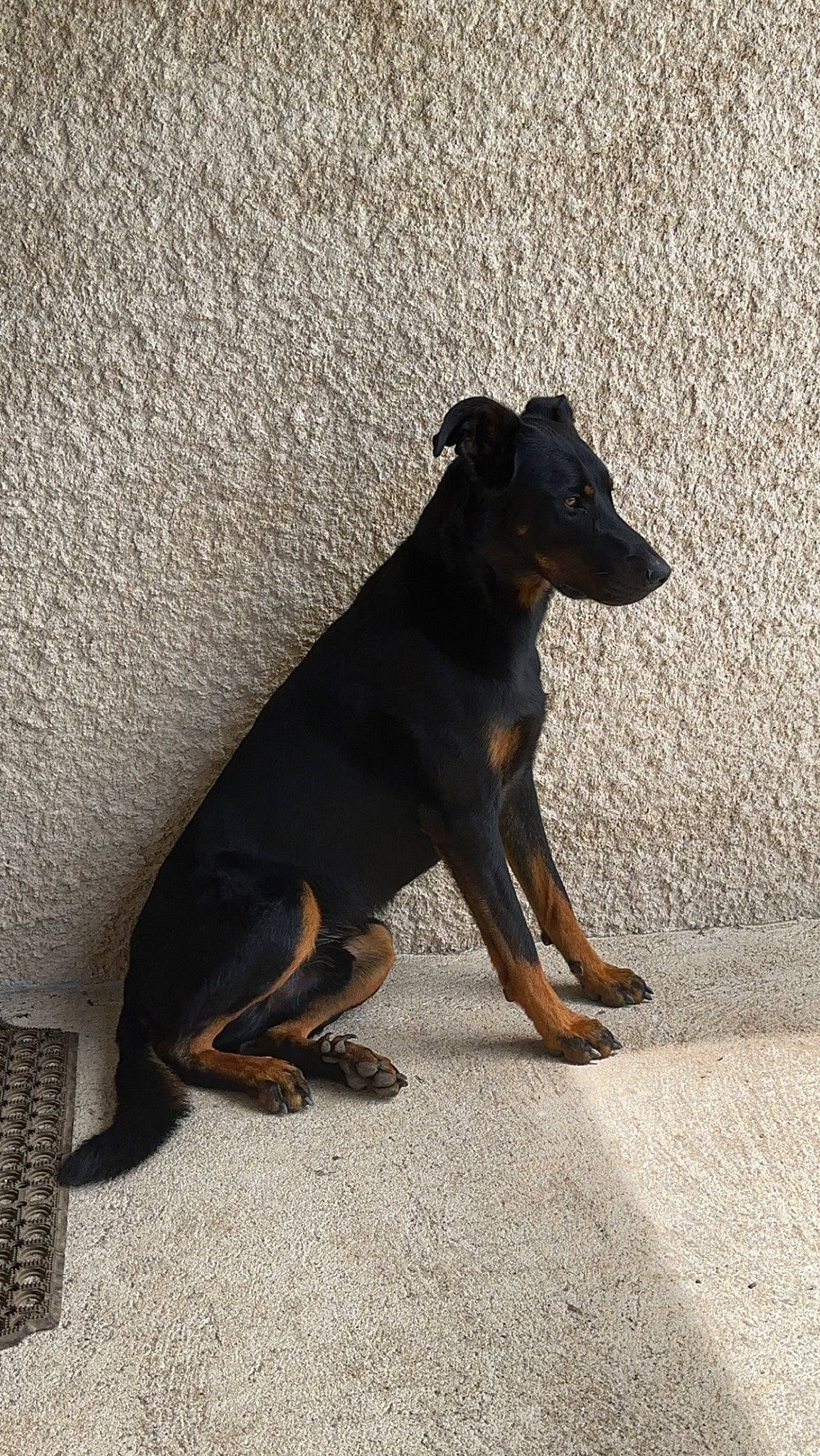 Rusty a rejoint le concours — aidez-le/la à gagner de superbes lots ! asphalt, canidae, carnivore, companion_dog, dog, dog_breed, fawn, foot, grey, guard_dog, paw, road_surface, snout, sporting_group, tail, terrestrial_animal, working_animal, working_dog