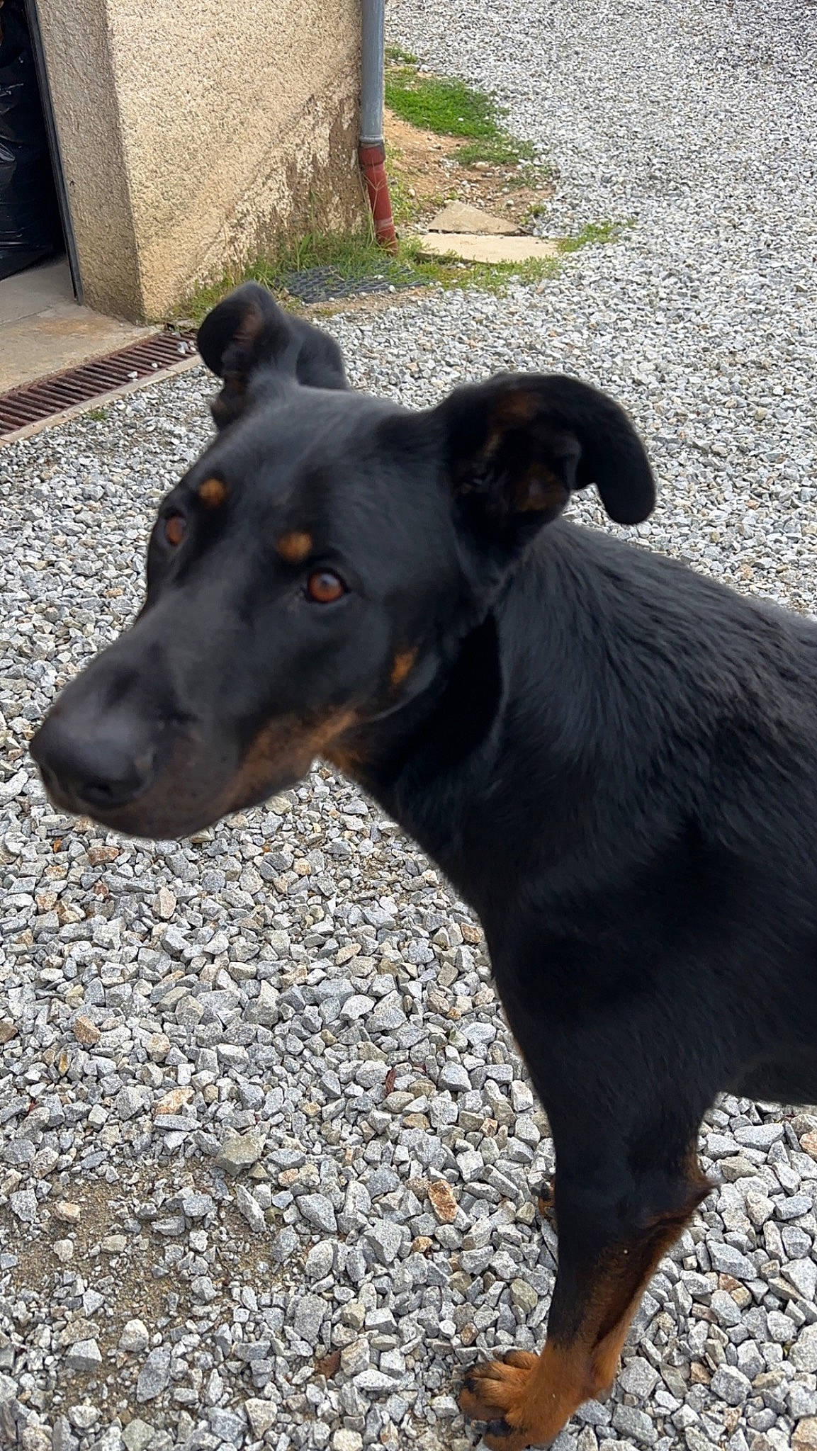 Rusty participe au concours pour gagner de l'argent avec cette photo : borador, canidae, carnivore, collar, companion_dog, dog, dog_breed, dog_collar, fawn, fur, guard_dog, pet_supply, road_surface, snout, sporting_group, street_dog, terrestrial_animal, whiskers, working_animal, working_dog