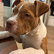 Ozy a rejoint le concours — aidez-le/la à gagner de superbes lots ! dog, brown, white, paw, table, indoor, wooden_table, heart_painting, wall_art, curious, close_up, pet, canine, floor, ears, snout, fur, animal, companion, domestic