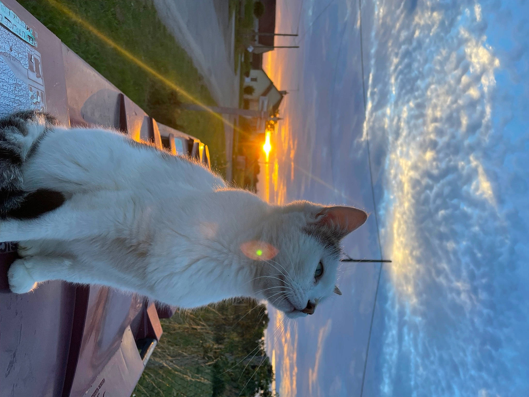 Mimi participe au concours pour gagner de l'argent avec cette photo : carnivore, cat, event, felidae, freezing, fur, gesture, sky, small_to_medium_sized_cats, snow, tail, whiskers, winter