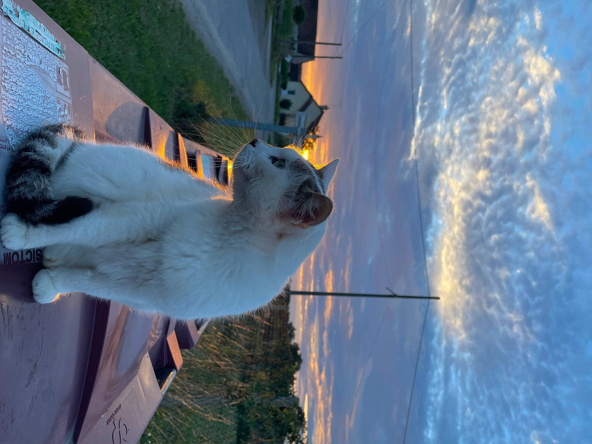 Mimi participe au concours pour gagner de l'argent avec cette photo : carnivore, cloud, collar, dog, dog_breed, fur, house, plant, reflection, shadow, sky, slope, snow, sporting_group, tail, tree, water, window, winter, wood