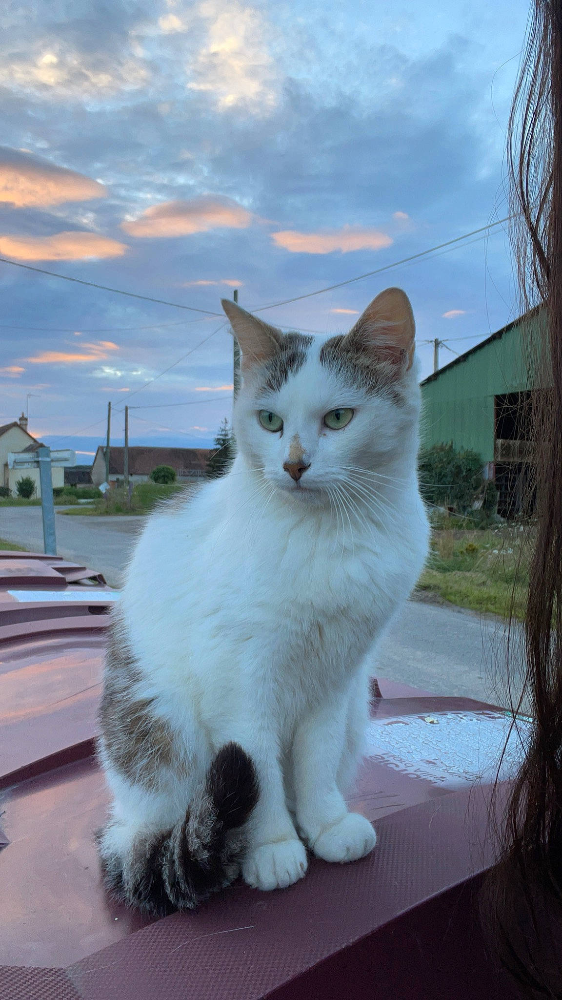 Mimi participe au concours pour gagner de l'argent avec cette photo : carnivore, cat, cloud, domestic_short_haired_cat, eye, felidae, fur, paw, plant, sitting, sky, small_to_medium_sized_cats, snout, tail, whiskers