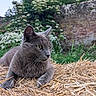 Bamboo a rejoint le concours — aidez-le/la à gagner de superbes lots ! animal, brick_wall, cat, close_up, daylight, ears, eyes, feline, grass, gray_cat, greenery, lying_down, muzzle, nature, outdoor, paws, pet, relaxed, straw, whiskers