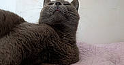 Bamboo a rejoint le concours — aidez-le/la à gagner de superbes lots ! animal, bed, cat, close_up, cozy, cute, feline, fur, gray_cat, indoor, looking_up, lying_down, pet, pink_quilt, portrait, relaxed, resting, soft_texture, tongue_out, whiskers