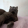 animal, bed, cat, close_up, cozy, cute, feline, fur, gray_cat, indoor, looking_up, lying_down, pet, pink_quilt, portrait, relaxed, resting, soft_texture, tongue_out, whiskers