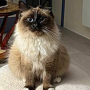 Perle participe au concours pour gagner de l'argent avec cette photo : cat, fluffy, blue_eyes, sitting, indoor, blanket, white_paws, brown_fur, cream_fur, pet, animal, feline, cozy, portrait, close_up, cute, domestic_cat, soft_texture, calm, relaxed