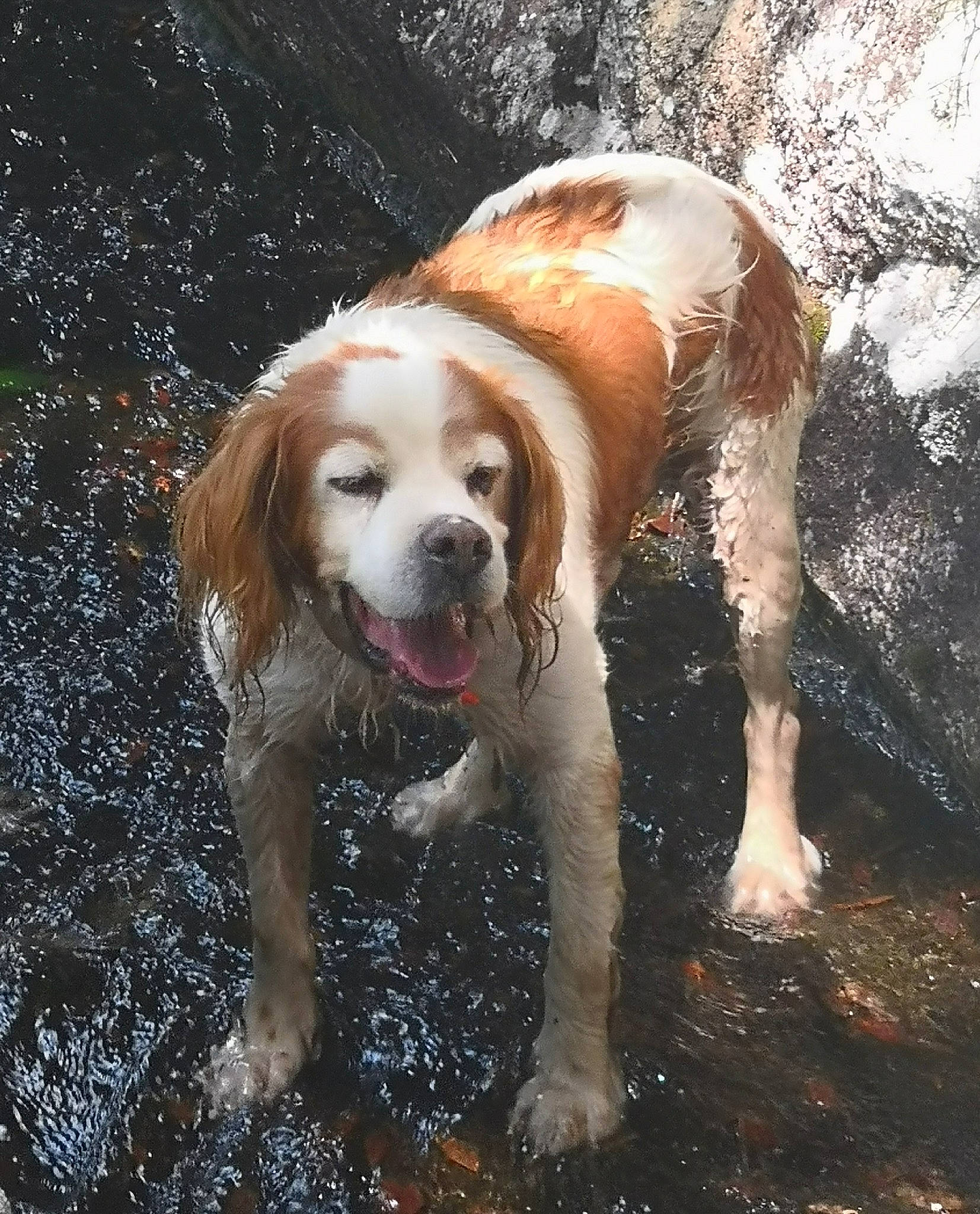 Dali a rejoint le concours — aidez-le/la à gagner de superbes lots ! brittany, canidae, carnivore, cocker_spaniel, companion_dog, dog, dog_breed, drentse_patrijshond, english_cocker_spaniel, french_spaniel, irish_red_and_white_setter, king_charles_spaniel, mammal, rare_breed_dog, russian_spaniel, setter, spaniel, sporting_group, vertebrate, welsh_springer_spaniel