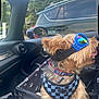 dog, small_dog, goggles, blue_goggles, checkered_harness, car_seat, paw_print_pattern, car_interior, window, side_mirror, tongue_out, fur, pet, seat_belt, collar, outdoor_reflection, vehicle, travel, cute, animal