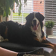 Wick joined the competition — help win amazing prizes! dog, bernese_mountain_dog, pet, indoor, window, blinds, plant, potted_plant, ottoman, relaxed, tongue_out, natural_light, person_leg, foot, sock, living_room, furniture, home, cozy, resting