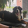 dog, bernese_mountain_dog, pet, indoor, window, blinds, plant, potted_plant, ottoman, relaxed, tongue_out, natural_light, person_leg, foot, sock, living_room, furniture, home, cozy, resting
