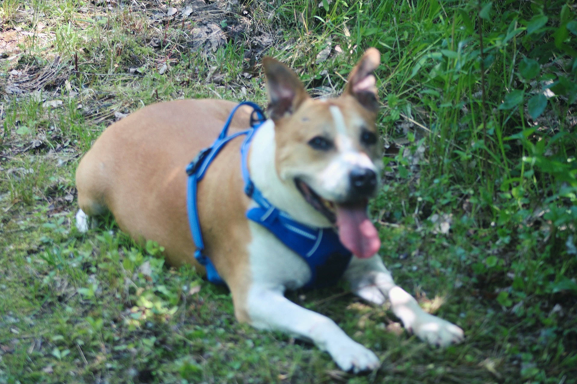 Brodie is registered to the contest to win money with this photo: carnivore, collar, companion_dog, dog, dog_breed, dog_clothes, dog_collar, dog_supply, fashion_accessory, grass, herding_dog, hound, leash, plant, tail, terrier, welsh_corgi, whiskers, working_animal, working_dog