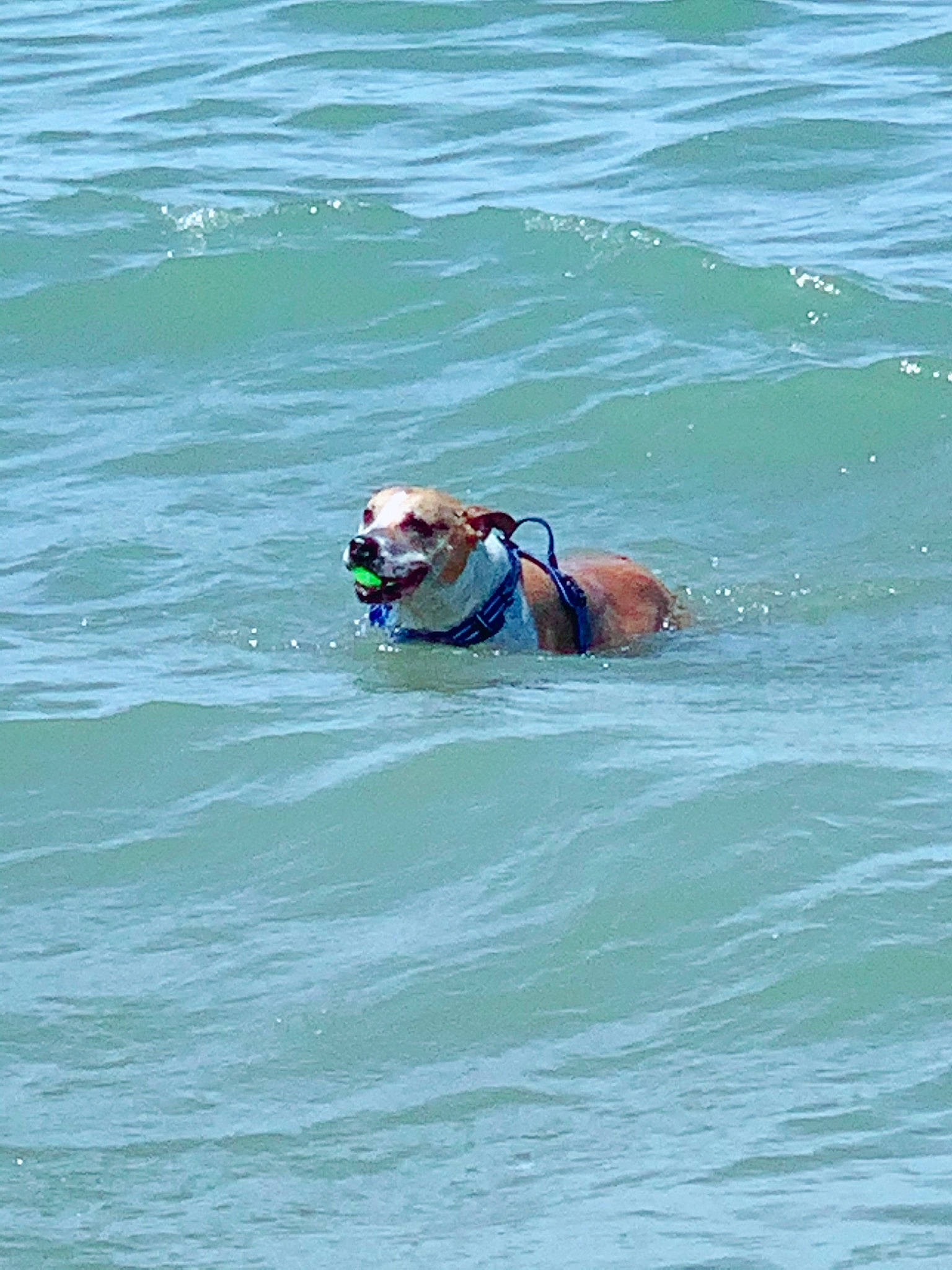 Brodie joined the competition — help win amazing prizes! canidae, carnivore, collar, companion_dog, dog, dog_breed, dog_collar, dog_supply, goggles, hat, lake, leash, lifejacket, ocean, personal_protective_equipment, recreation, sporting_group, sunglasses, water, working_animal