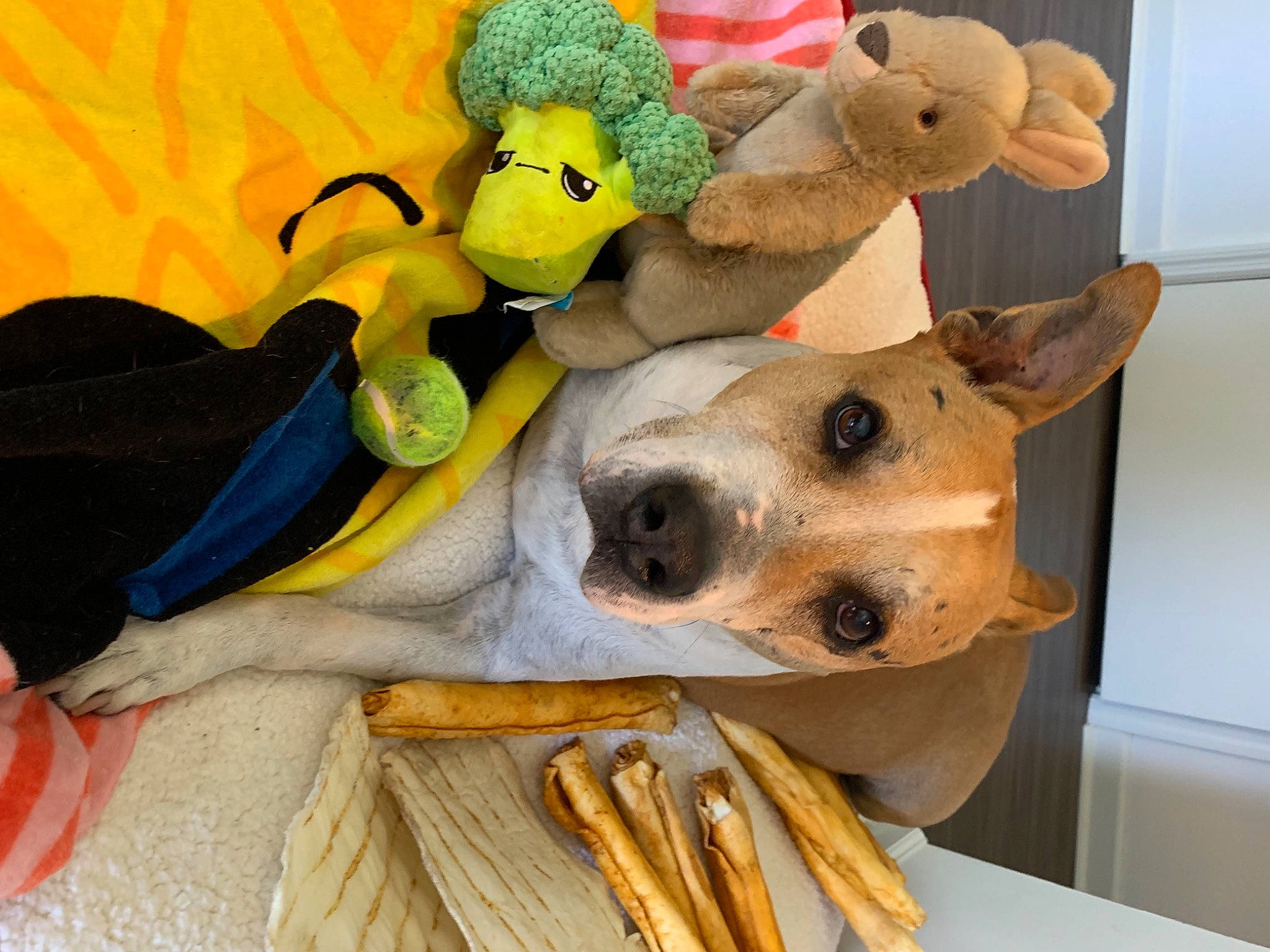 Brodie joined the competition — help win amazing prizes! baby_toys, bed, carnivore, comfort, companion_dog, dog, dog_breed, dog_supply, fawn, fur, kitchen_utensil, linens, pet_supply, plush, room, staple_food, stuffed_toy, toy, wood, working_animal
