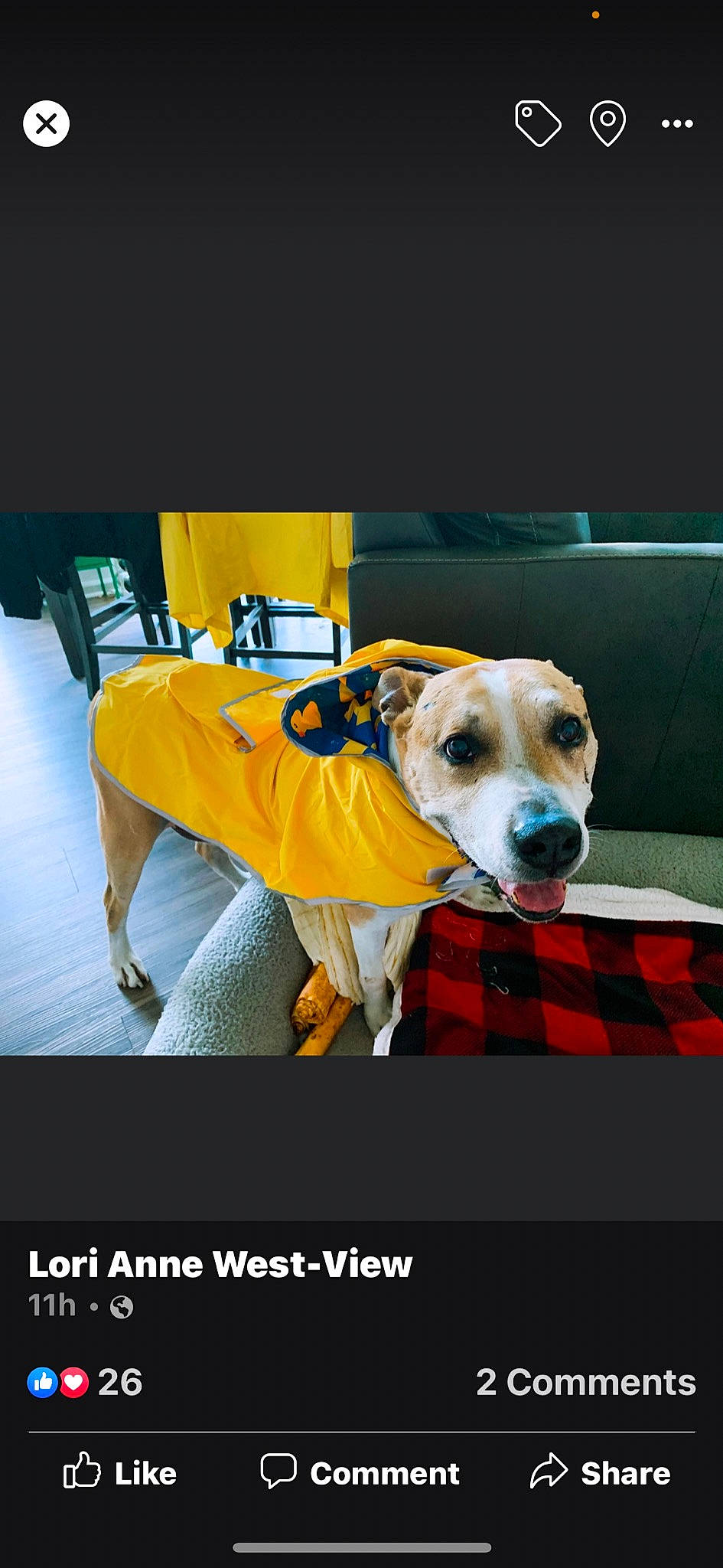 Brodie is registered to the contest to win money with this photo: advertising, canidae, carnivore, collar, companion_dog, dog, dog_breed, dog_collar, dog_supply, event, linens, pattern, pet_supply, photo_caption, plaid, rectangle, snout, sporting_group, tartan, working_animal