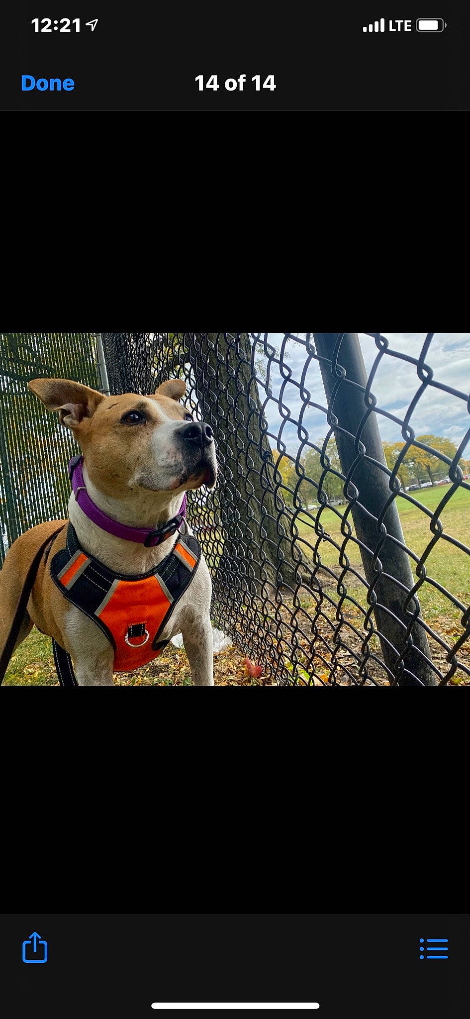 Brodie is registered to the contest to win money with this photo: canidae, carnivore, chain_link_fencing, collar, companion_dog, dog, dog_breed, dog_clothes, dog_collar, dog_supply, fawn, fence, happy, mesh, pet_supply, photo_caption, snout, sporting_group, whiskers, wire_fencing