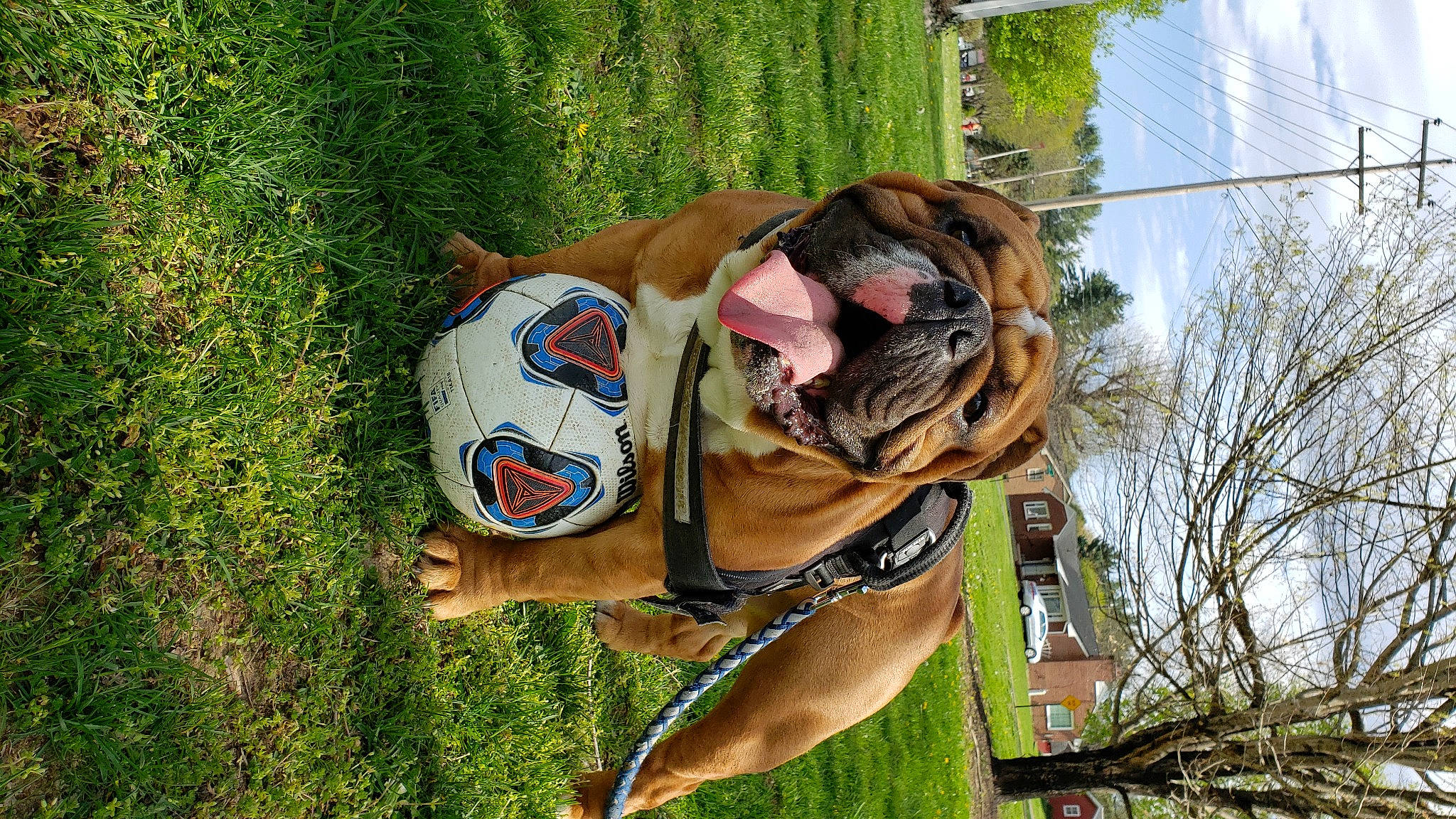 Max is registered to the contest to win money with this photo: american_staffordshire_terrier, canidae, carnivore, dog, dog_breed, fawn, guard_dog, non_sporting_group, pit_bull, sporting_group