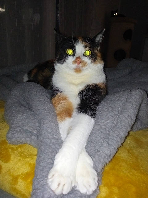 Caramel a rejoint le concours — aidez-le/la à gagner de superbes lots ! box, carnivore, cat, cat_supply, comfort, companion_dog, couch, domestic_short_haired_cat, felidae, floor, flooring, fur, hardwood, lap, paw, sitting, small_to_medium_sized_cats, snout, tail, whiskers