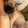 dog, puppy, french_bulldog, sleeping, couch, tattoo, arm, close_up, pet, indoor, relaxing, cute, snuggling, fur, animal, resting, companion, cozy, soft_furniture, nap