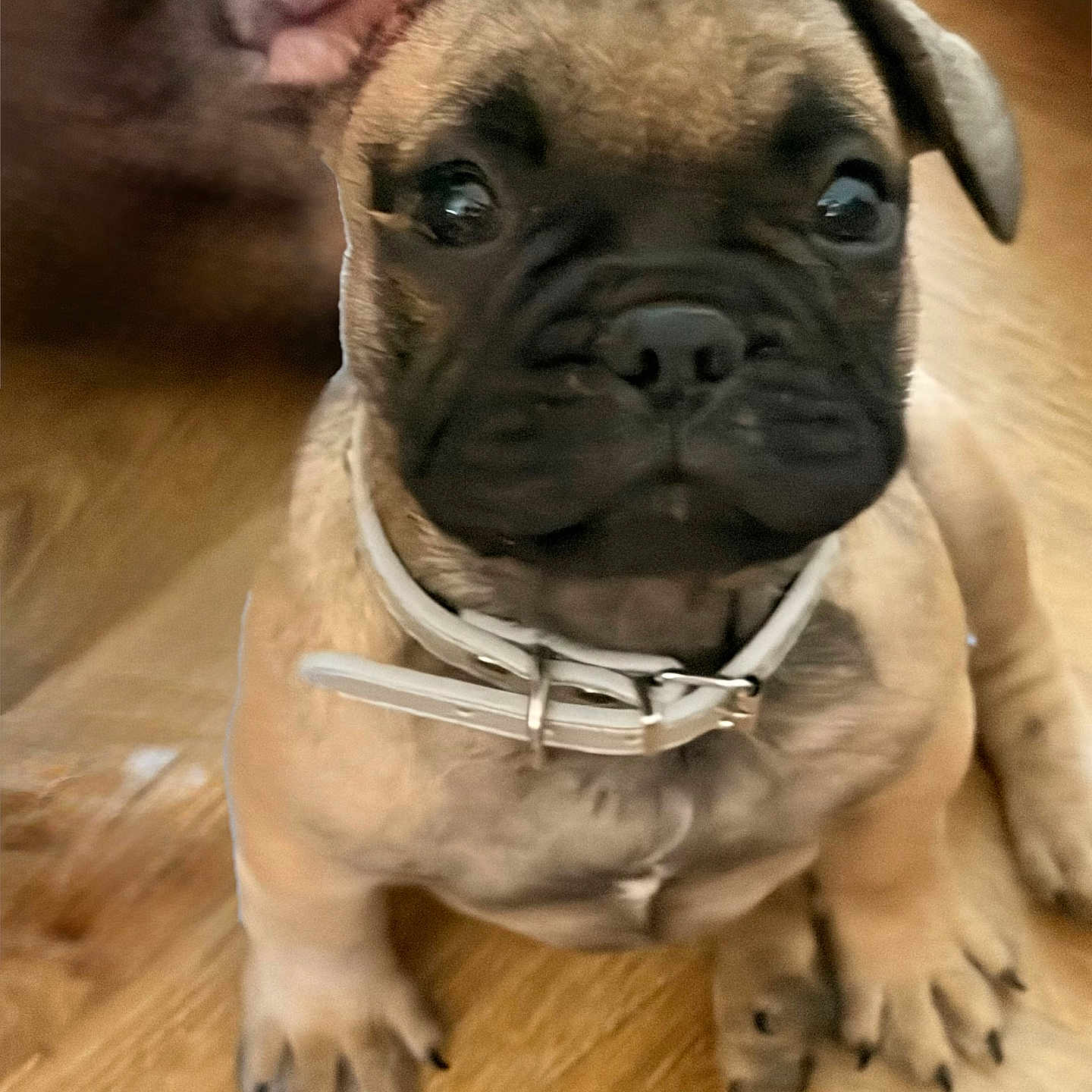 Bernie participe au concours pour gagner de l'argent avec cette photo : dog, puppy, french_bulldog, pet, collar, ears, face, close_up, wooden_floor, indoor, animal, young, cute, sitting, brown, black_nose, fur, canine, domestic, portrait
