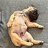 dog, puppy, french_bulldog, sleeping, napping, couch, gray_couch, pet, animal, cute, relaxed, indoor, fur, paw, belly, canine, resting, adorable, small_dog, cozy