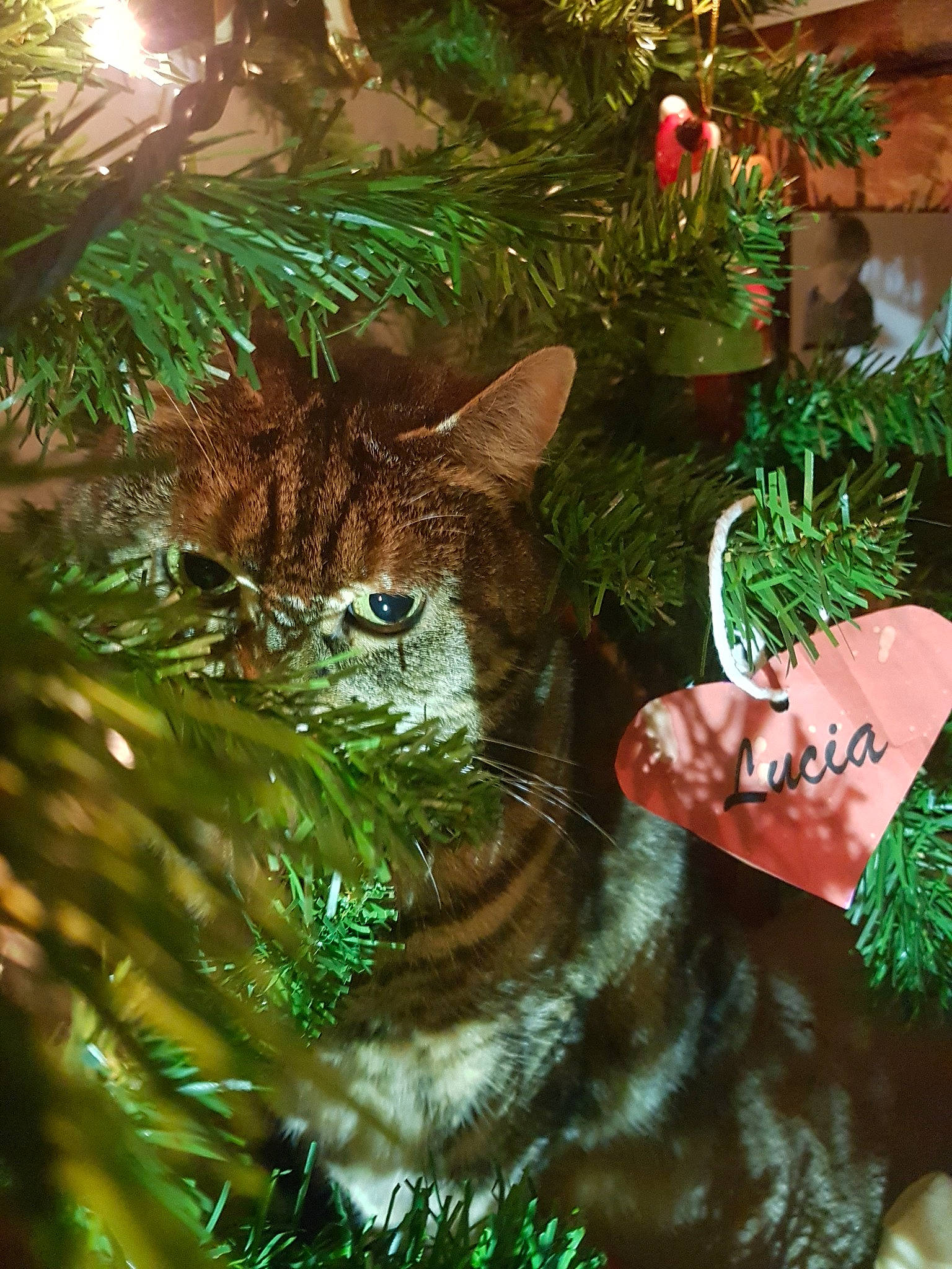 Bonnie joined the competition — help win amazing prizes! branch, cat, christmas, christmas_decoration, christmas_ornament, christmas_tree, conifer, cypress_family, evergreen, felidae, fir, holiday_ornament, organism, ornament, plant, small_to_medium_sized_cats, spruce, tree, whiskers, woody_plant