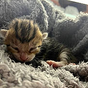 Spark joined the competition — help win amazing prizes! kitten, newborn, sleeping, cat, animal, furry, pet, soft, cozy, blanket, closeup, cute, tiny, fur, whiskers, paws, rest, comfort, domestic, adorable