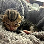 kitten, newborn, sleeping, cat, animal, furry, pet, soft, cozy, blanket, closeup, cute, tiny, fur, whiskers, paws, rest, comfort, domestic, adorable
