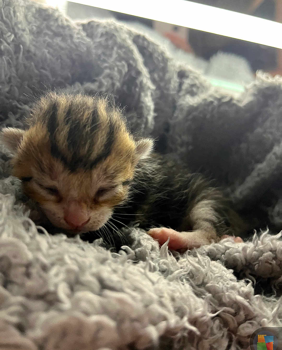 Spark joined the competition — help win amazing prizes! kitten, newborn, sleeping, cat, animal, furry, pet, soft, cozy, blanket, closeup, cute, tiny, fur, whiskers, paws, rest, comfort, domestic, adorable