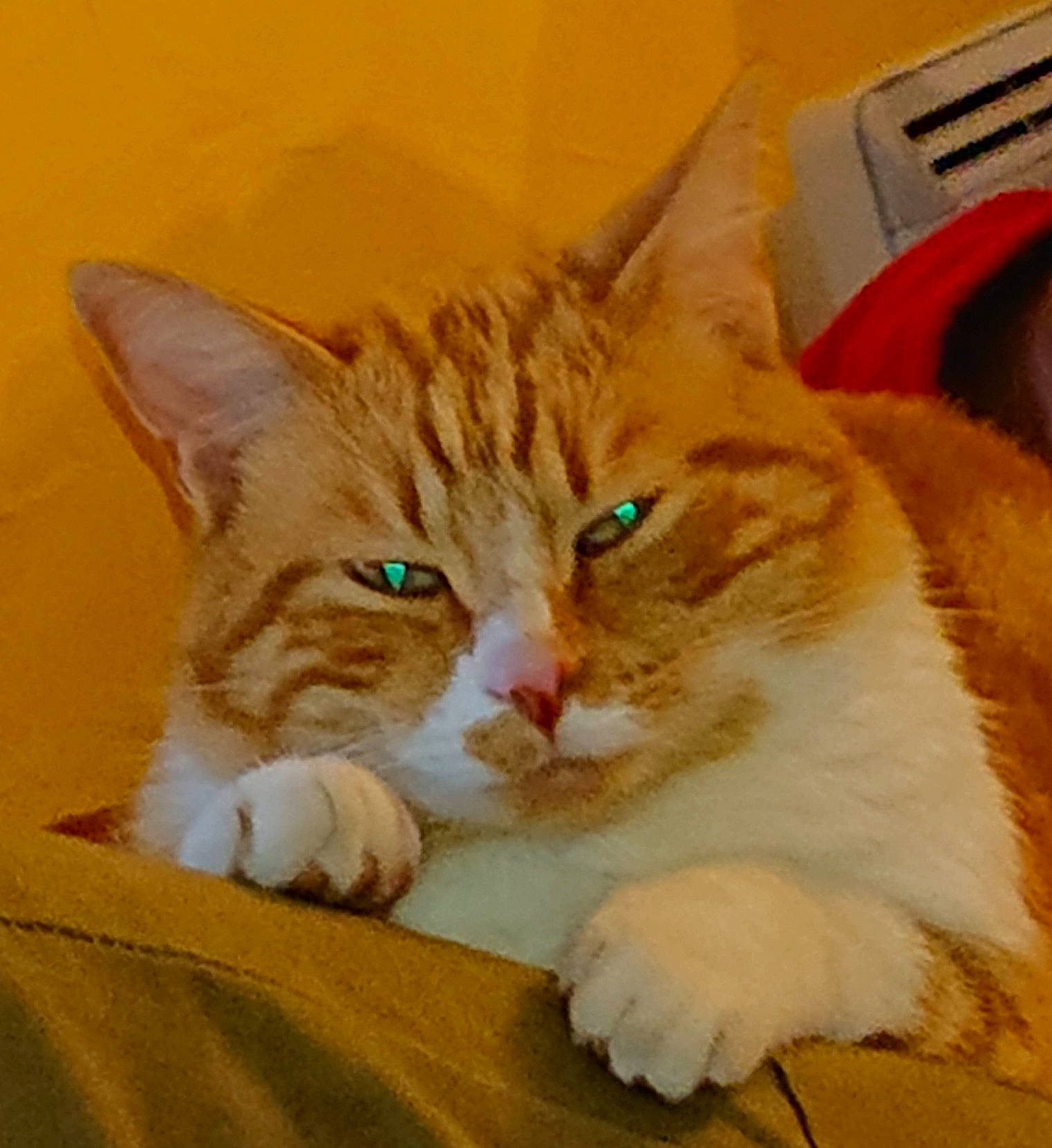 Matou a rejoint le concours — aidez-le/la à gagner de superbes lots ! carnivore, cat, claw, comfort, domestic_short_haired_cat, ear, eye, fawn, felidae, foot, fur, gesture, head, iris, paw, sitting, small_to_medium_sized_cats, snout, tail, whiskers