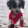 dog, small_dog, black_and_white, red_sweater, red_booties, snow, snowy_ground, outside, window, paw, tongue_out, pet, cold_weather, winter_clothing, cute, animal, fur, canine, front_view, looking