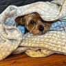 dog, blanket, cozy, fur, pet, wooden_floor, cute, peeking, snug, soft_texture, resting, indoors, small_dog, wrapped, comfort, animal, fur_texture, brown, eyes, nose