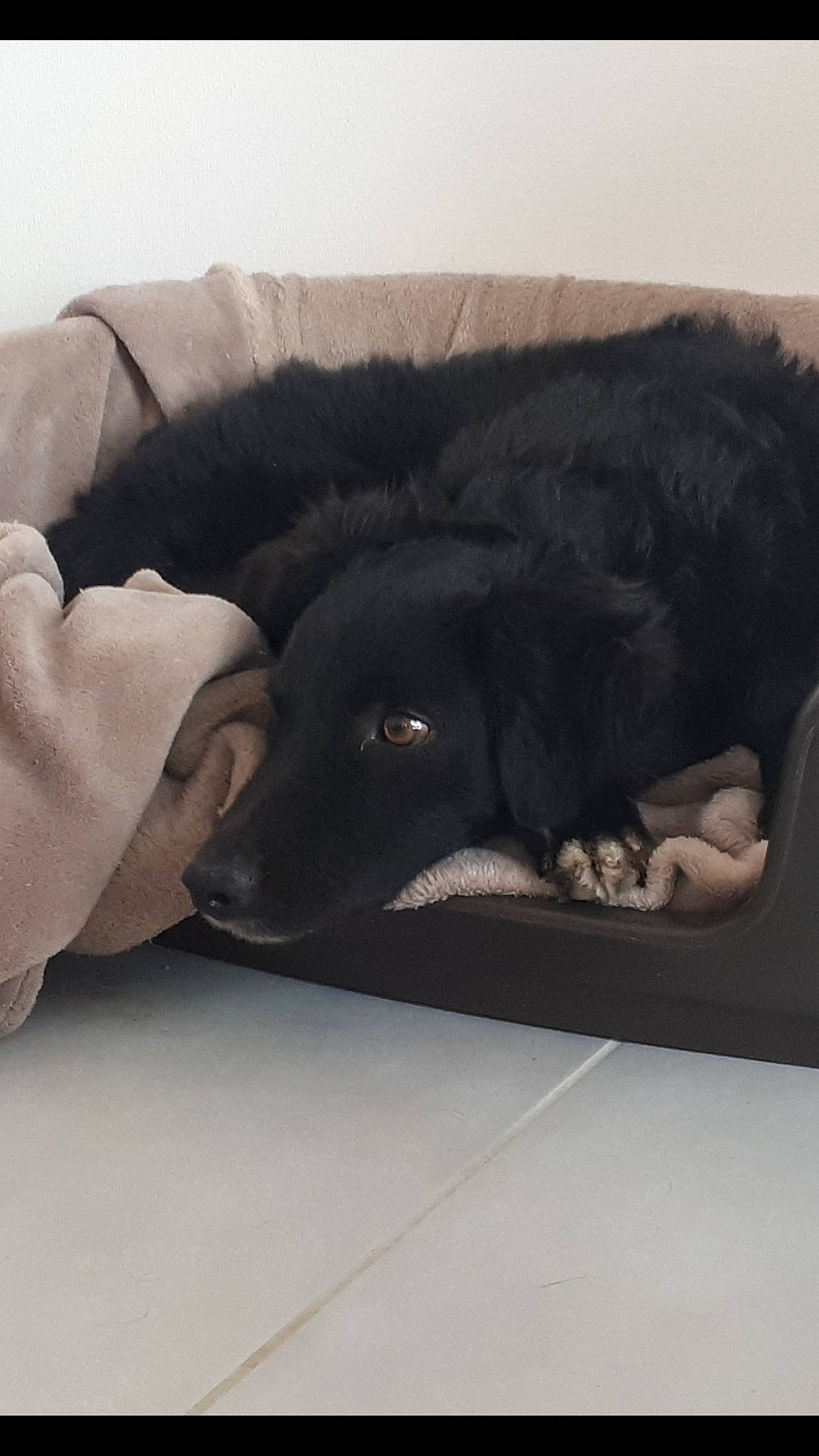 Jenna participe au concours pour gagner de l'argent avec cette photo : canidae, carnivore, companion_dog, dog, dog_breed, flat_coated_retriever, floor, guard_dog, nap, sleep, snout, sporting_group