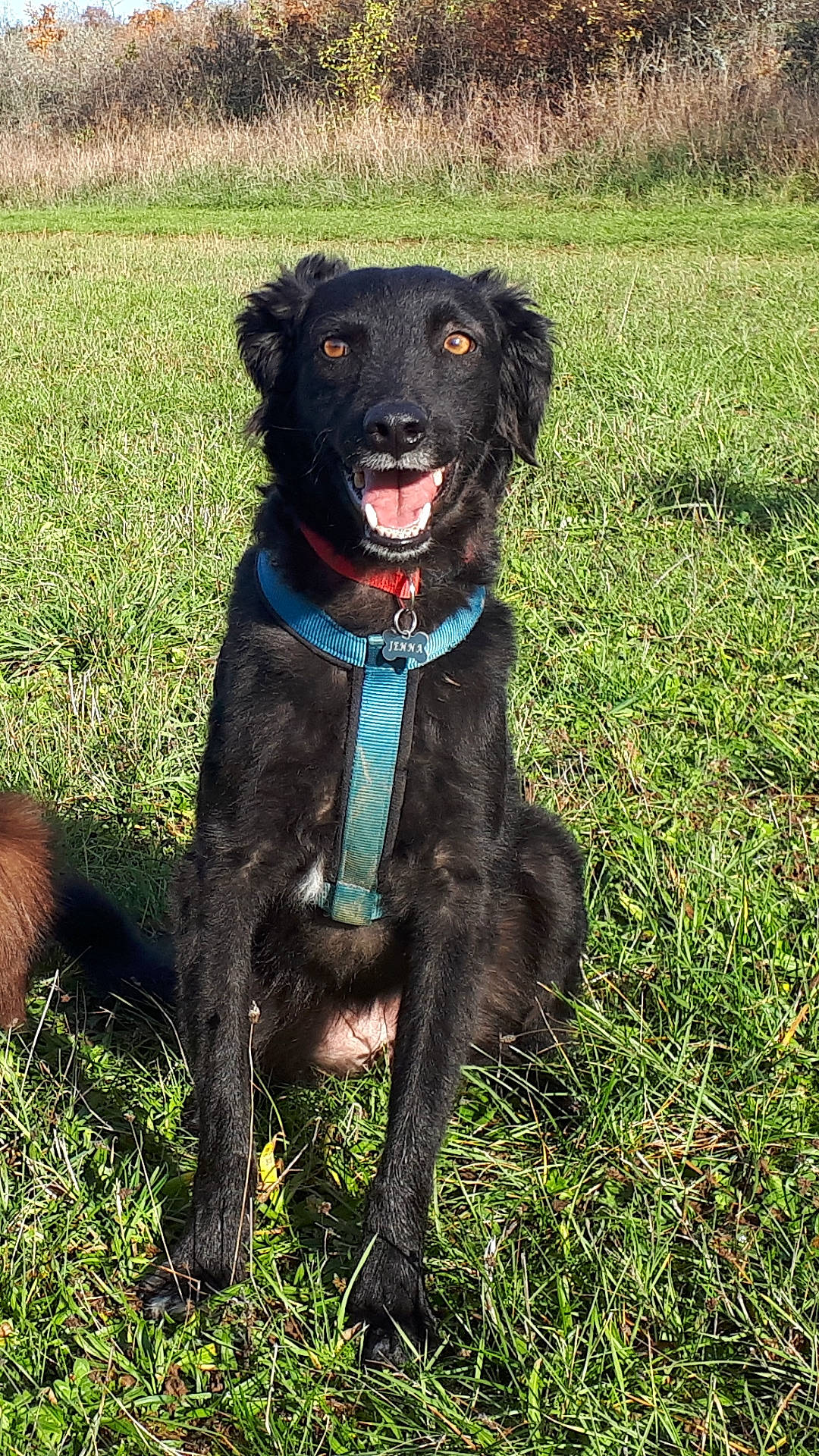 Jenna a rejoint le concours — aidez-le/la à gagner de superbes lots ! borador, canidae, carnivore, companion_dog, dog, dog_breed, flat_coated_retriever, hunting_dog, mammal, patterdale_terrier, rare_breed_dog, spaniel, sporting_group, vertebrate